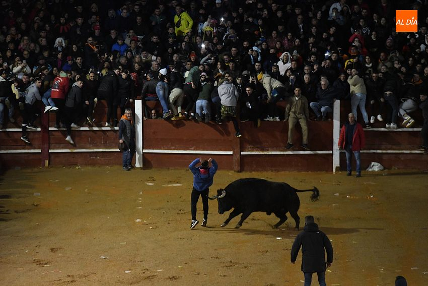 Foto 6 - Nadador y Tirachinas se convierten en los primeros toros en salir a la plaza como BIC