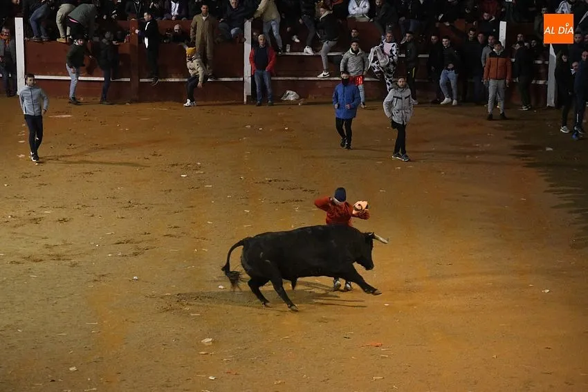 Foto 7 - Nadador y Tirachinas se convierten en los primeros toros en salir a la plaza como BIC
