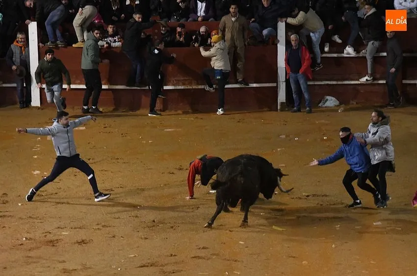 Foto 8 - Nadador y Tirachinas se convierten en los primeros toros en salir a la plaza como BIC