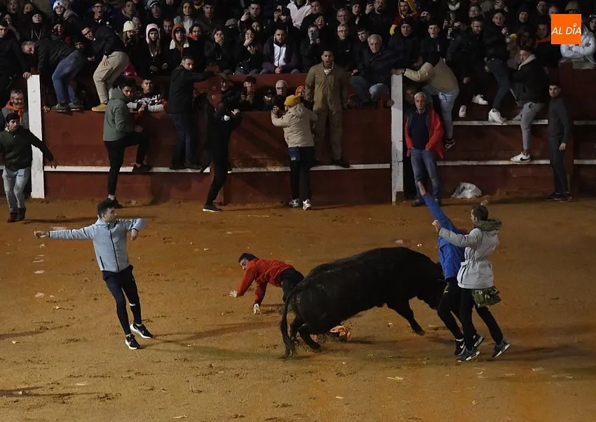 Foto 9 - Nadador y Tirachinas se convierten en los primeros toros en salir a la plaza como BIC