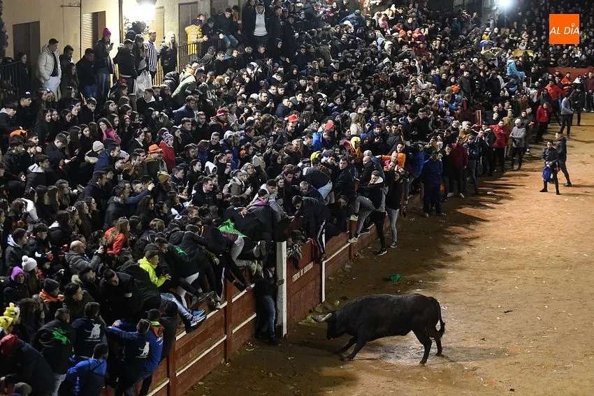 Foto 10 - Nadador y Tirachinas se convierten en los primeros toros en salir a la plaza como BIC
