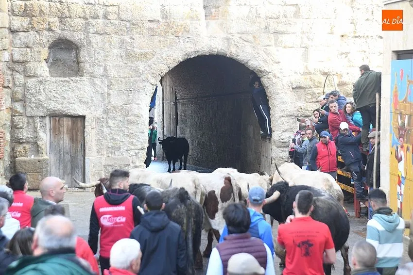 Foto 2 - Un toro rebelde alarga casi una hora un encierro que dej&oacute; a un pamplon&eacute;s corneado en el muslo