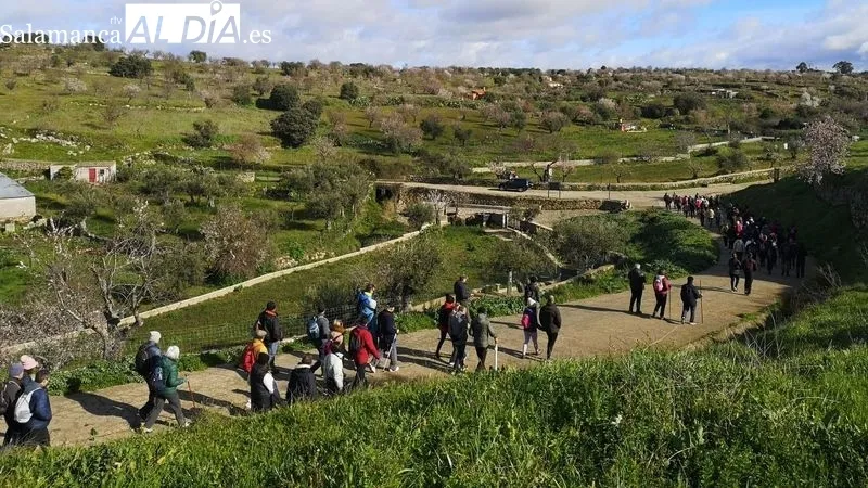 Foto 4 - M&aacute;s de doscientos senderistas disfrutan de la floraci&oacute;n del almendro en La Fregeneda