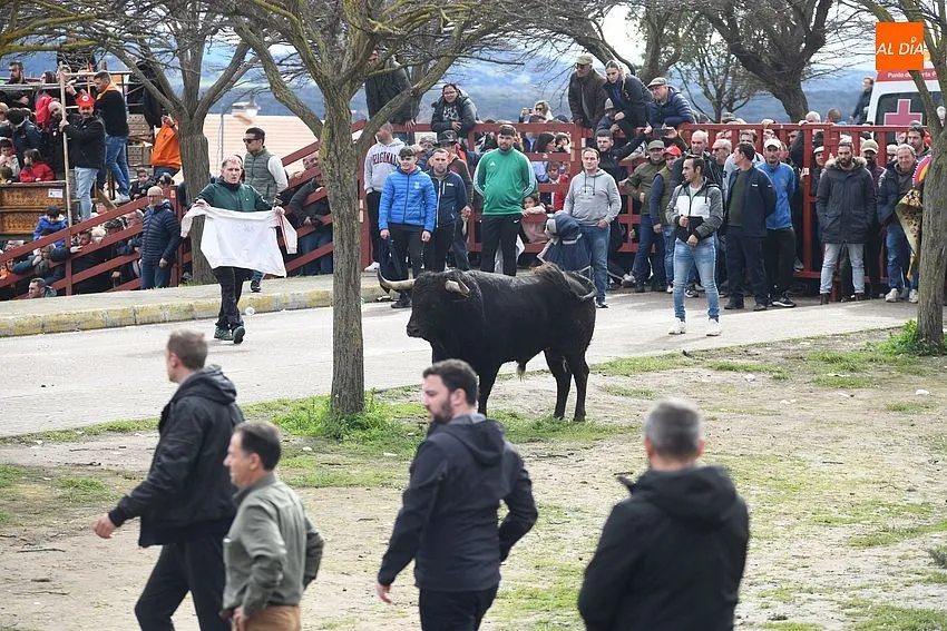 Foto 11 - El ciclo de encierros se cierra con una rapid&iacute;sima y limpia carrera