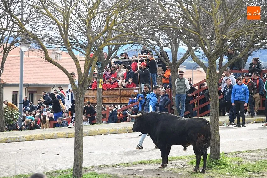Foto 10 - El ciclo de encierros se cierra con una rapid&iacute;sima y limpia carrera