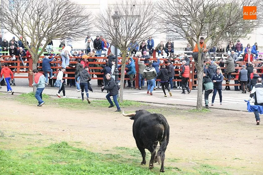 Foto 9 - El ciclo de encierros se cierra con una rapid&iacute;sima y limpia carrera