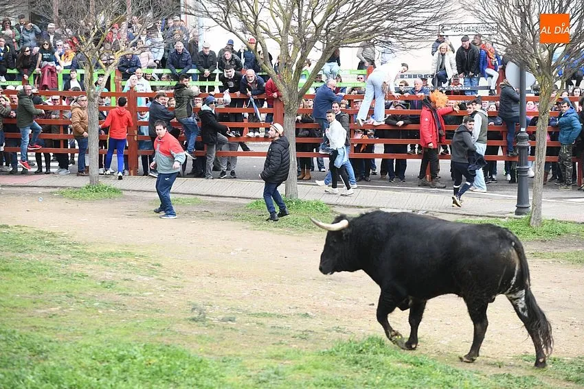 Foto 8 - El ciclo de encierros se cierra con una rapid&iacute;sima y limpia carrera