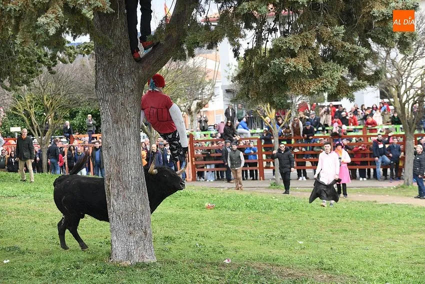 Foto 7 - El ciclo de encierros se cierra con una rapid&iacute;sima y limpia carrera