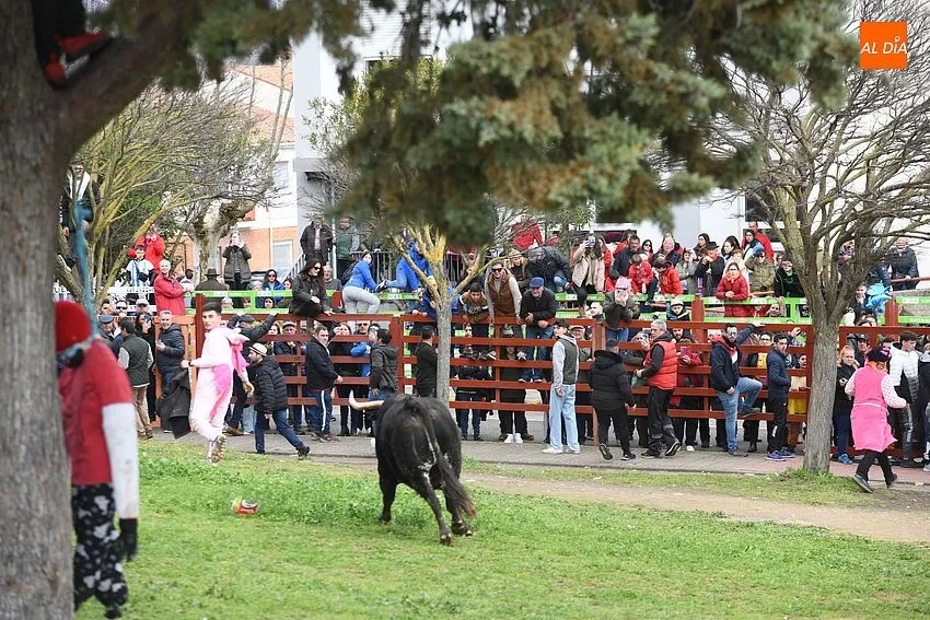 Foto 6 - El ciclo de encierros se cierra con una rapid&iacute;sima y limpia carrera