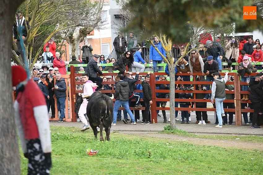Foto 5 - El ciclo de encierros se cierra con una rapid&iacute;sima y limpia carrera