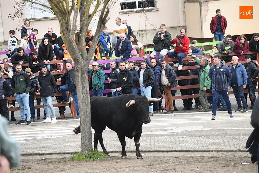 Foto 3 - El ciclo de encierros se cierra con una rapid&iacute;sima y limpia carrera