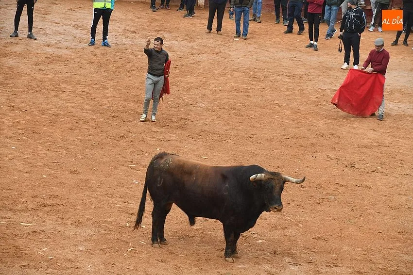 Foto 11 - La imponente apariencia de los toros de Aldeanueva causa sensaci&oacute;n en la capea matinal