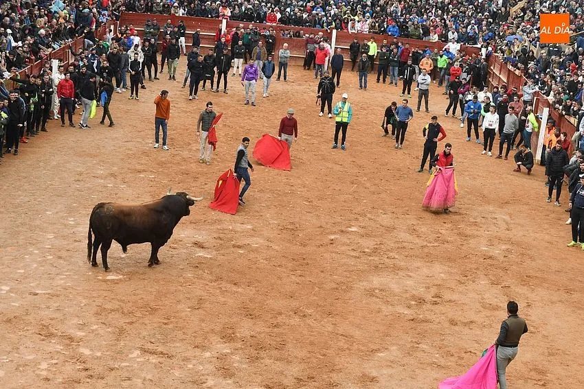 Foto 9 - La imponente apariencia de los toros de Aldeanueva causa sensaci&oacute;n en la capea matinal