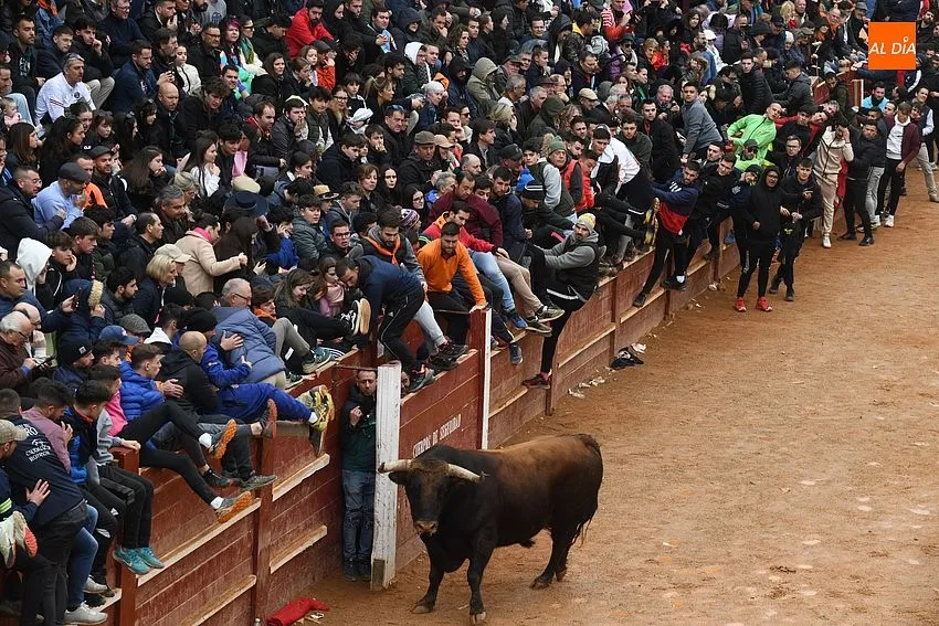 Foto 8 - La imponente apariencia de los toros de Aldeanueva causa sensaci&oacute;n en la capea matinal