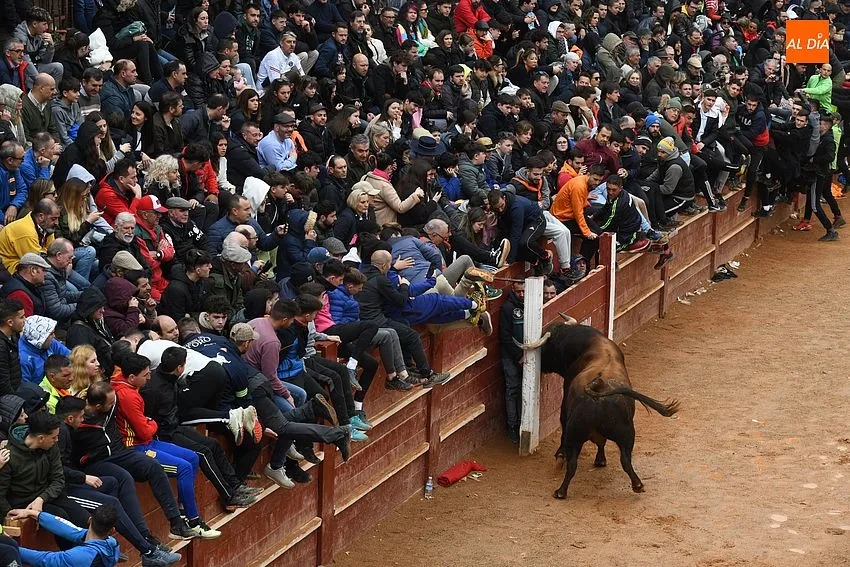 Foto 7 - La imponente apariencia de los toros de Aldeanueva causa sensaci&oacute;n en la capea matinal