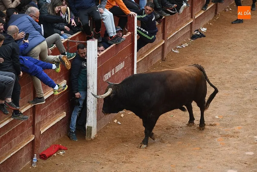 Foto 6 - La imponente apariencia de los toros de Aldeanueva causa sensaci&oacute;n en la capea matinal
