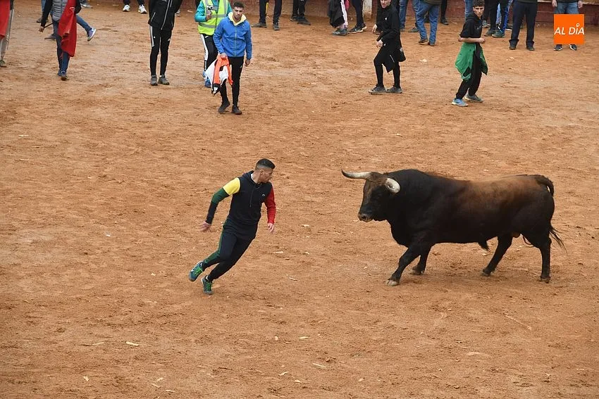 Foto 5 - La imponente apariencia de los toros de Aldeanueva causa sensaci&oacute;n en la capea matinal