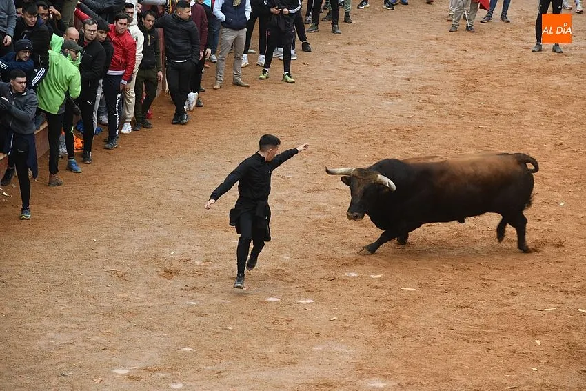 Foto 4 - La imponente apariencia de los toros de Aldeanueva causa sensaci&oacute;n en la capea matinal