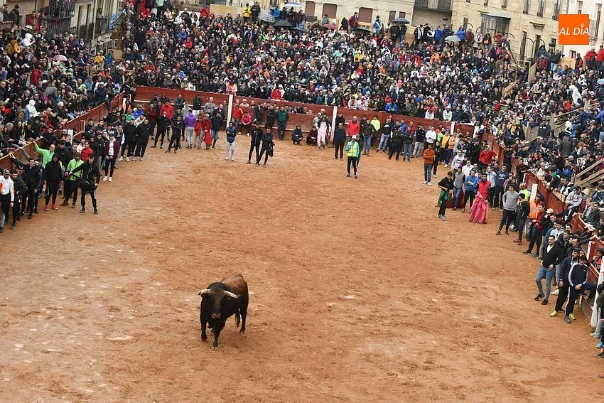 Foto 2 - La imponente apariencia de los toros de Aldeanueva causa sensaci&oacute;n en la capea matinal