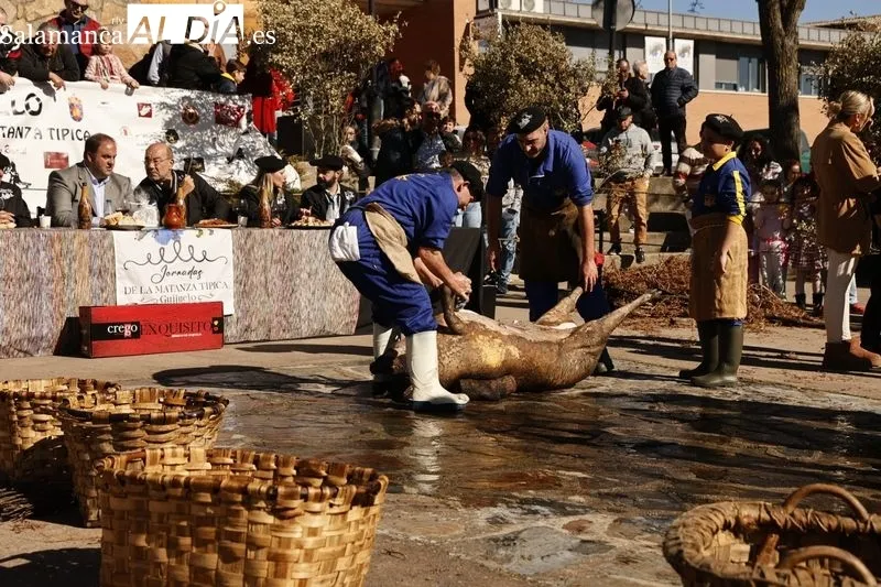 Matanza tradicional de Guijuelo 2024 | FOTOS: David Sañudo 