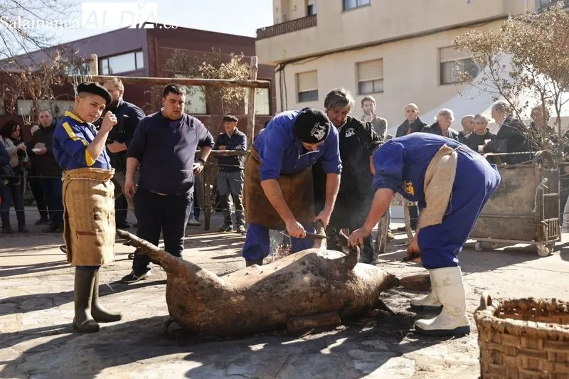 Matanza tradicional de Guijuelo 2024 | FOTOS: David Sañudo 