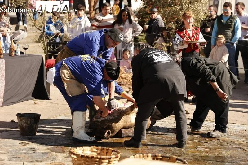 Matanza tradicional de Guijuelo 2024 | FOTOS: David Sañudo 
