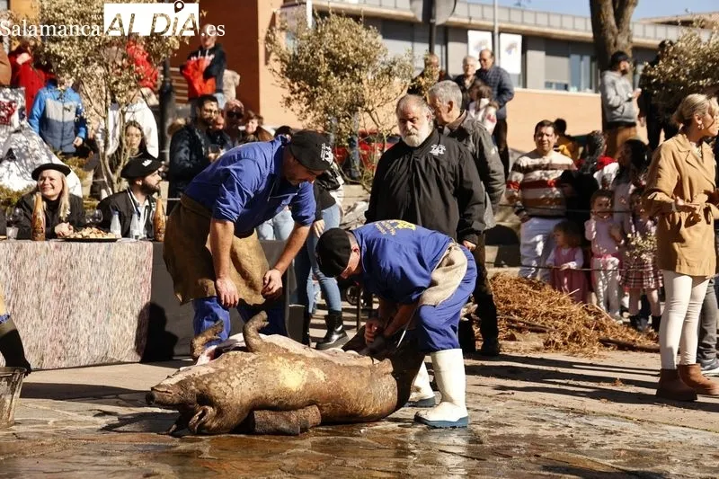 Matanza tradicional de Guijuelo 2024 | FOTOS: David Sañudo 
