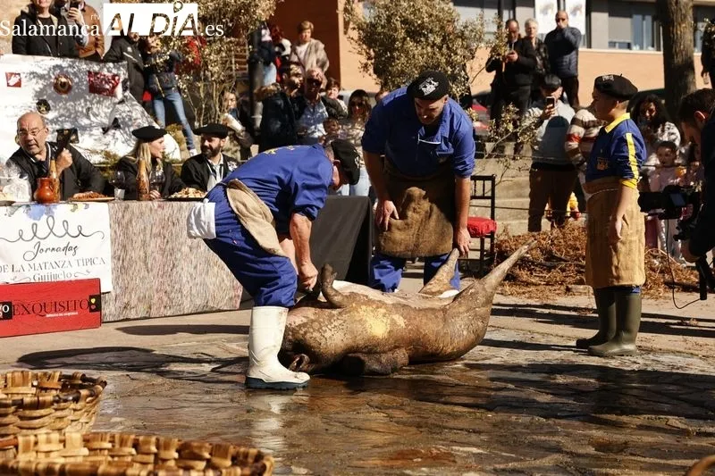Matanza tradicional de Guijuelo 2024 | FOTOS: David Sañudo 