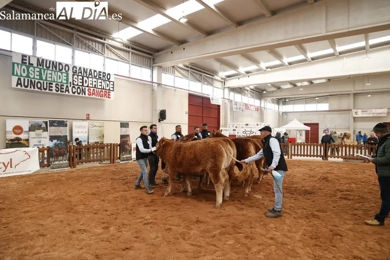 Salón del Vacuno 2024 en el Recinto Ferial de la Diputación. Fotos: David Sañudo.