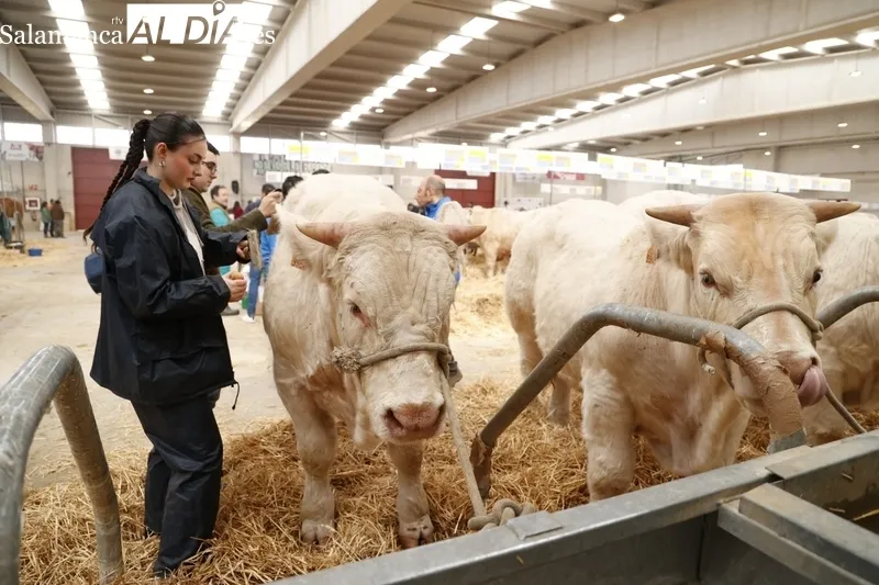 Salón del Vacuno 2024 en el Recinto Ferial de la Diputación. Fotos: David Sañudo.
