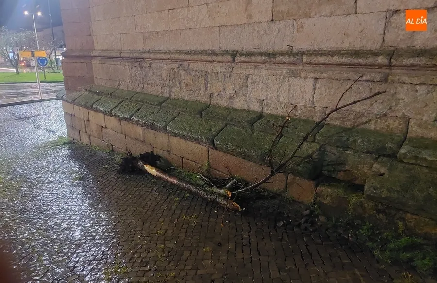 Foto 2 - Un conductor se lleva por delante otro &aacute;rbol en la zona del Cruce