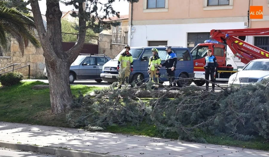 Foto 2 - Cede por culpa del viento una rama de grandes dimensiones en la Avenida de Salamanca