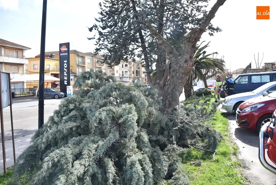 Foto 3 - Cede por culpa del viento una rama de grandes dimensiones en la Avenida de Salamanca