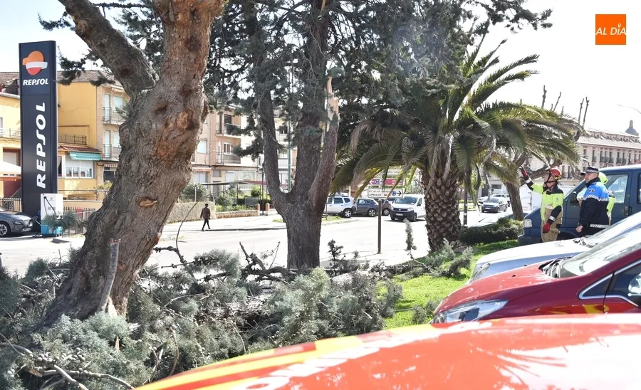 Foto 4 - Cede por culpa del viento una rama de grandes dimensiones en la Avenida de Salamanca