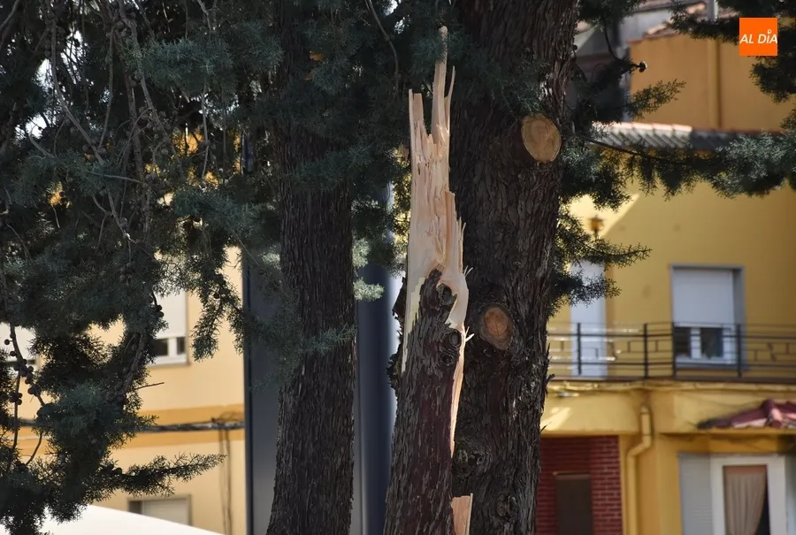 Foto 6 - Cede por culpa del viento una rama de grandes dimensiones en la Avenida de Salamanca