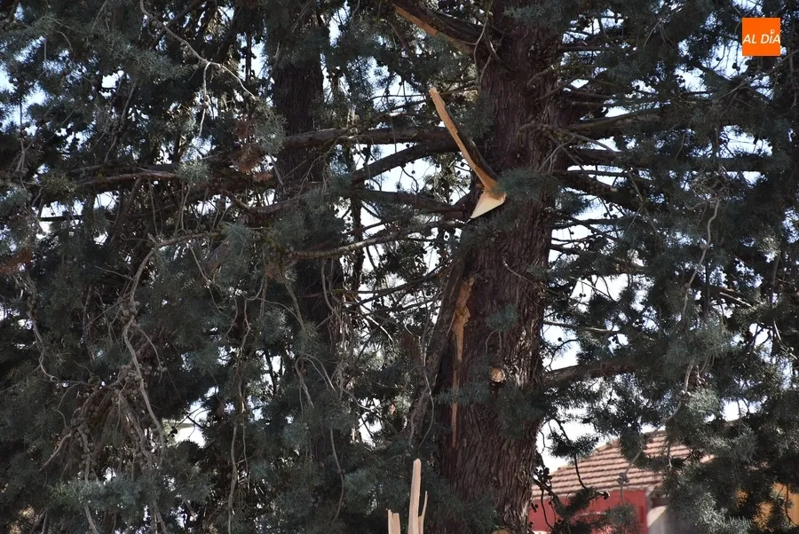 Foto 7 - Cede por culpa del viento una rama de grandes dimensiones en la Avenida de Salamanca