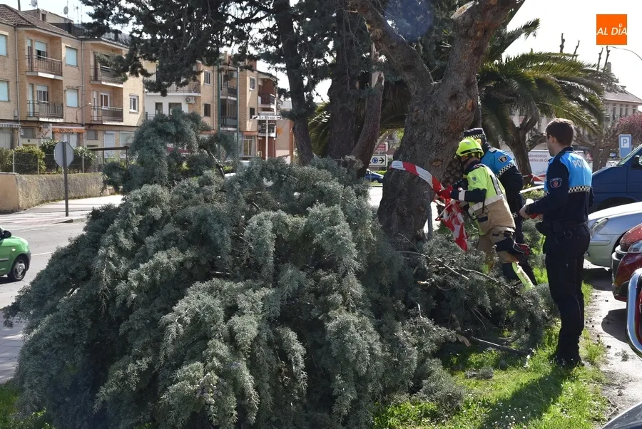 Foto 8 - Cede por culpa del viento una rama de grandes dimensiones en la Avenida de Salamanca