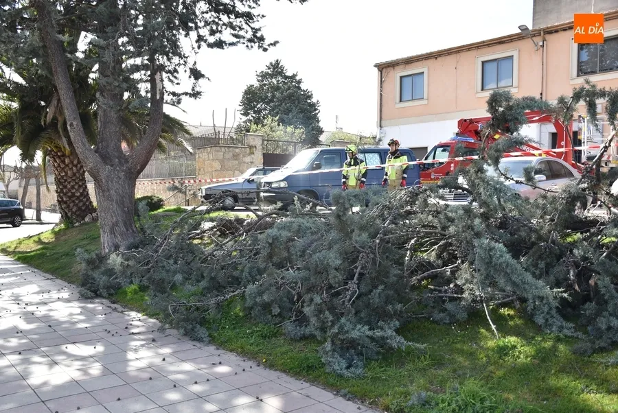 Foto 10 - Cede por culpa del viento una rama de grandes dimensiones en la Avenida de Salamanca