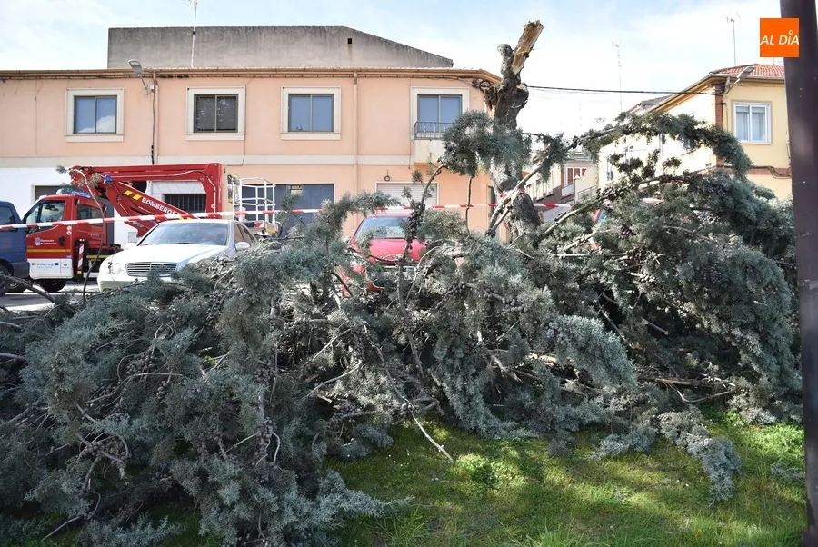 Foto 11 - Cede por culpa del viento una rama de grandes dimensiones en la Avenida de Salamanca