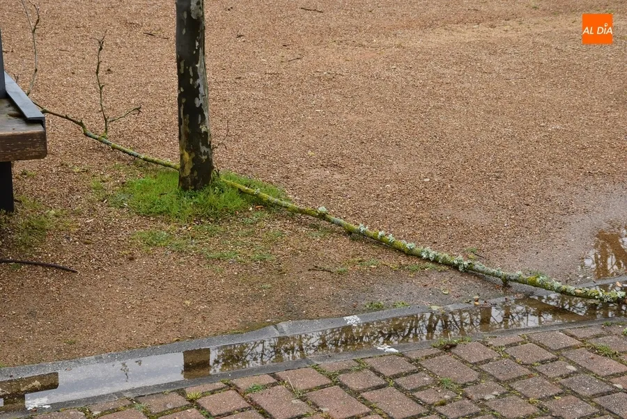 Foto 5 - Reabiertos La Glorieta y La Florida con multitud de ramas como recuerdo de las fuertes rachas