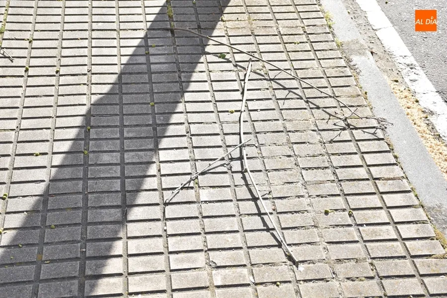 Foto 6 - Cerrados al tr&aacute;nsito los parques de La Glorieta y La Florida debido a las rachas de viento