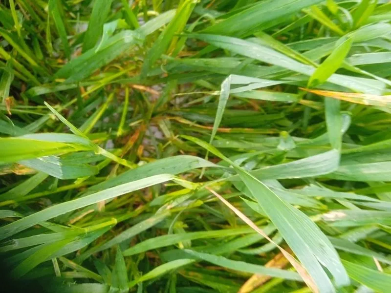 Foto 11 - La pedrea causa importantes da&ntilde;os en el campo salmantino