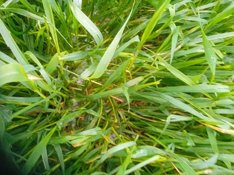 Foto 10 - La pedrea causa importantes da&ntilde;os en el campo salmantino