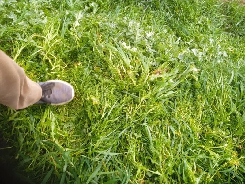 Foto 9 - La pedrea causa importantes da&ntilde;os en el campo salmantino