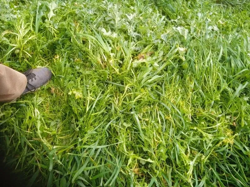 Foto 8 - La pedrea causa importantes da&ntilde;os en el campo salmantino