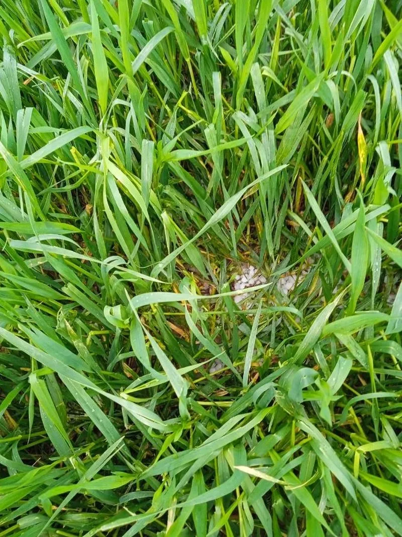 Foto 7 - La pedrea causa importantes da&ntilde;os en el campo salmantino