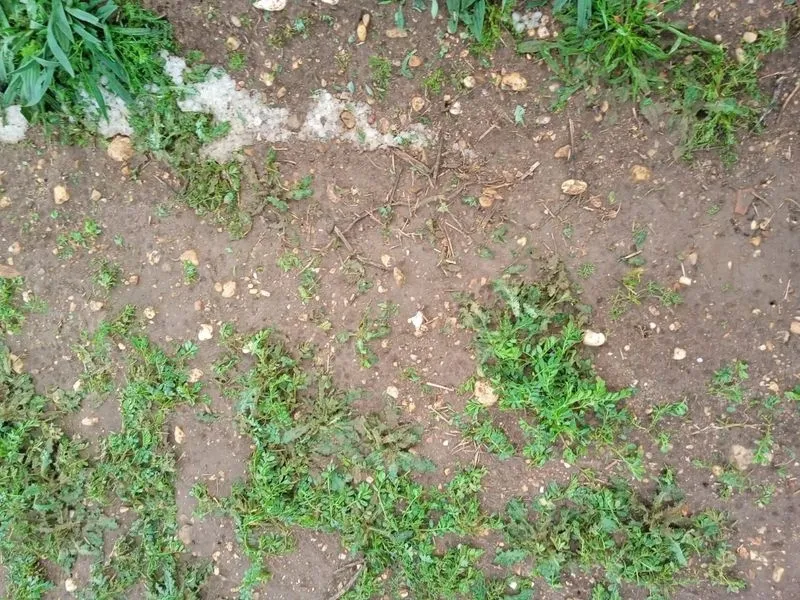 Foto 6 - La pedrea causa importantes da&ntilde;os en el campo salmantino