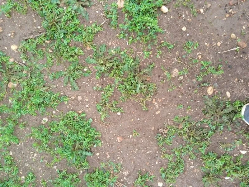 Foto 5 - La pedrea causa importantes da&ntilde;os en el campo salmantino