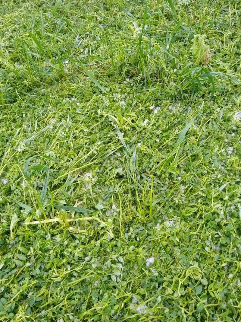 Foto 4 - La pedrea causa importantes da&ntilde;os en el campo salmantino