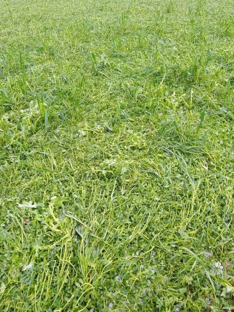 Foto 3 - La pedrea causa importantes da&ntilde;os en el campo salmantino